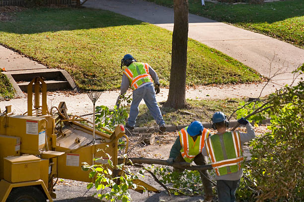 Tree Health Inspection in South Venice, FL